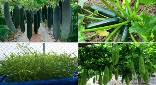 Trồng loại rau gì trong tháng 6, 7, 8 để “ăn hoài không hết”?