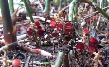 Tác dụng hữu ích của cây sa nhân tím