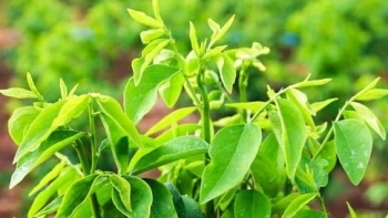 Nhóm người "đại kỵ" với rau ngót