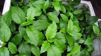 Loại rau bình dân với nhiều công dụng bổ dưỡng không phải ai cũng biết