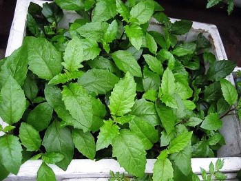 Loại rau bình dân với nhiều công dụng bổ dưỡng không phải ai cũng biết