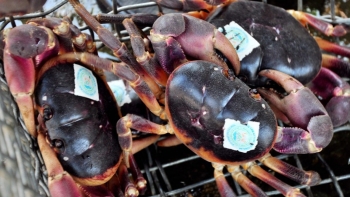 Loài cua lạ leo trèo “thành thần”, thơm nồng mùi thảo dược,  là sản vật quý được dán nhãn trước khi bán