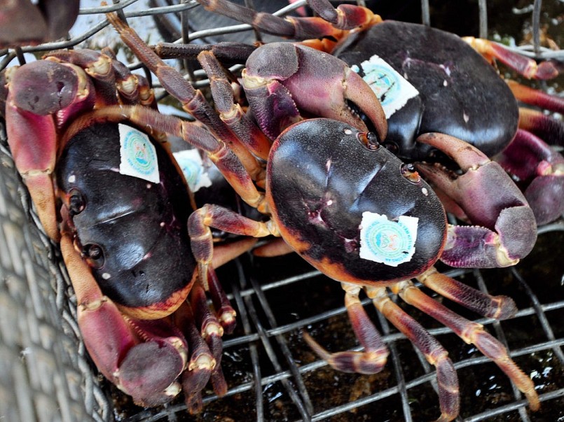 Loài cua lạ leo trèo “thành thần”, thơm nồng mùi thảo dược,  là sản vật quý được dán nhãn trước khi bán