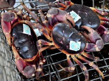 Loài cua lạ leo trèo “thành thần”, thơm nồng mùi thảo dược,  là sản vật quý được dán nhãn trước khi bán