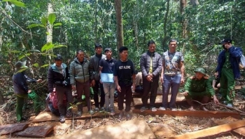 Lâm Đồng: Khởi tố nhóm đối tượng khai thác lâm sản trái phép tại huyện Lạc Dương