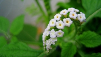 Cách dùng cây vòi voi chữa viêm da cơ địa ít người biết