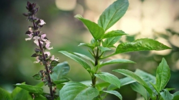 Lá húng quế trị ho hiệu quả cho trẻ sơ sinh, trẻ em và người lớn