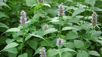 Siêu thực vật chứa lượng canxi khủng chống còi xương trẻ em, chống say nắng cực tốt trong mùa hè