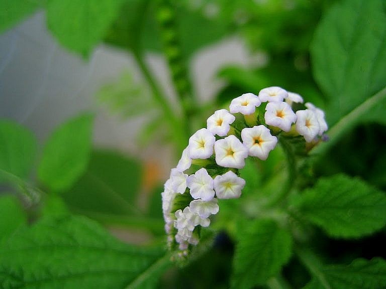 Cây vòi voi có tác dụng điều trị viêm da cơ địa