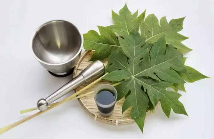 Công dụng chữa bệnh tuyệt vời của lá cây đu đủ