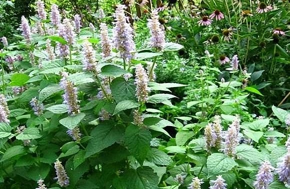 Các bộ phận của hoắc hương đều có giá trị dược liệu.