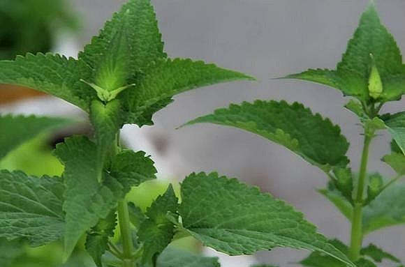 Hoắc hương có thể sử dụng làm rau ăn hằng ngày.