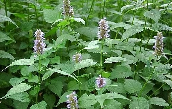 Siêu thực vật hoắc hương có nhiều công dụng.