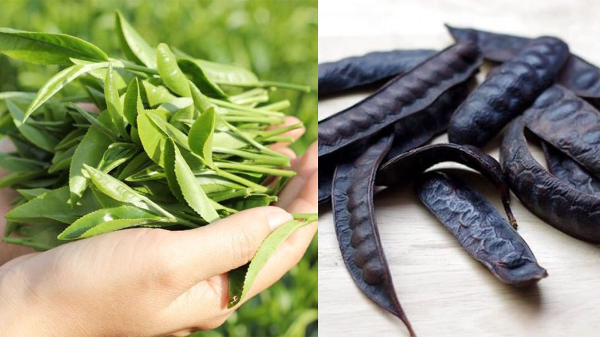 Làm nước rửa chén từ bồ kết và trà xanh