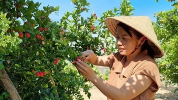 Trồng cây lạ ra quả chín mọng nhuộm đỏ cả vùng trời, khách thi nhau đến “check in” nữ chủ nhân thu bộn tiền