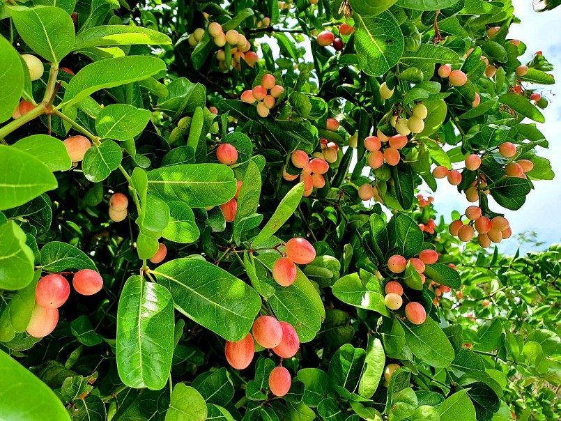 Cây si rô là một loại cây rừng Cây si rô là một loại cây rừng