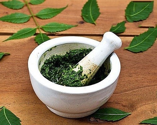 Giã cây vòi voi đắp vào vùng da bị viêm là phương pháp điều trị đơn giản, hiệu quả