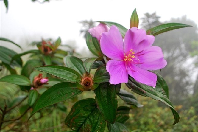 Cây hoa Mua màu hồng