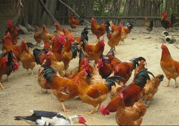 Bắc Giang: Ngăn chặn, xử lý nghiêm trường hợp vận chuyển trái phép gia cầm