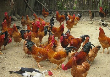 Bắc Giang: Ngăn chặn, xử lý nghiêm trường hợp vận chuyển trái phép gia cầm