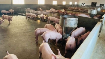 Giá heo hơi hôm nay 19/5: Tiếp nối đà tăng sát đỉnh 60, nuôi heo có lãi vì sao hộ nhỏ lẻ vẫn dè dặt tái đàn?