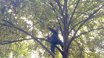 Kiếm tiền triệu ở vườn măng cụt đang thất nghiệp bỗng tìm ra công việc hót