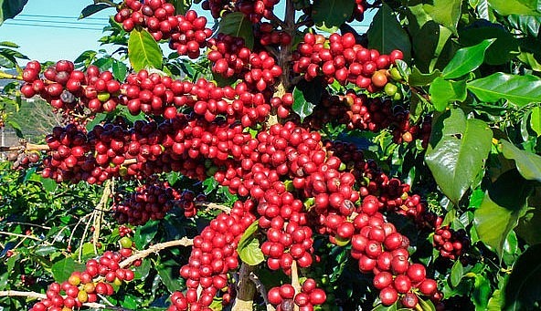 Giá nông sản hôm nay 19/5, cà phê biến động trái chiều trên sàn kỳ hạn. Giá nông sản hôm nay 19/5, cà phê biến động trái chiều trên sàn kỳ hạn.