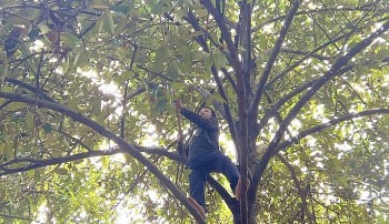 Kiếm tiền triệu ở vườn măng cụt đang thất nghiệp bỗng tìm ra công việc hót