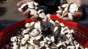 Trong nửa tháng giá ngao giảm một nửa, ngao chất lượng quốc tế cũng bí đầu ra