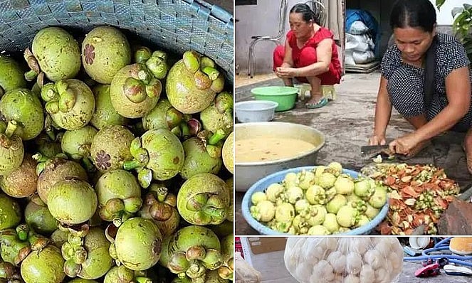 Nghề gọt măng cụt xanh đem lại thu nhập cao triowr thành công việt hót.