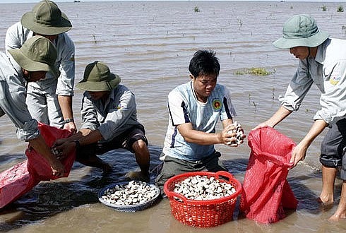 Người dân thu hoạch ngao.