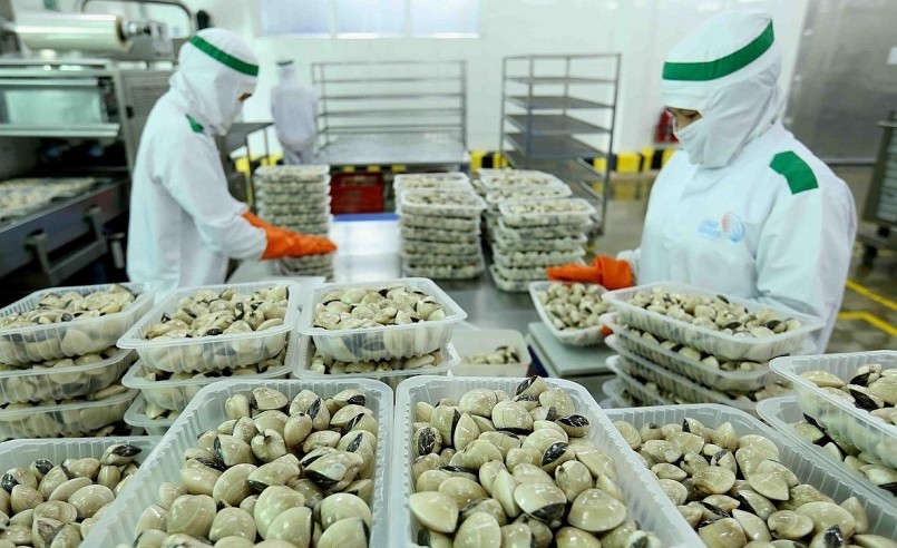 Sơ chế ngao để xuất khẩu.