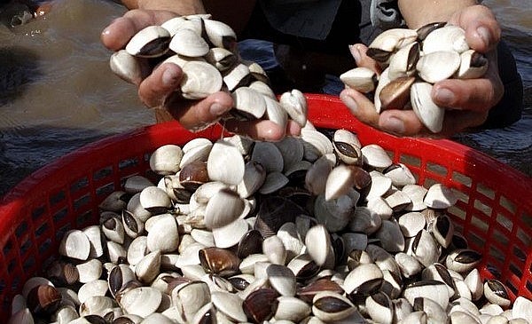 Trong nửa tháng 5 giá ngao ở Trà Vinh giảm một nửa so với tháng 4.