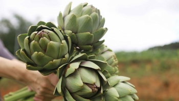 Atiso Đà Lạt xác lập Kỷ lục châu Á