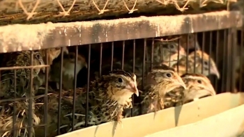 Bén duyên với loài chim bé như nắm tay đẻ khỏe hơn gà, lão nông lãi đều vài trăm triệu mỗi năm