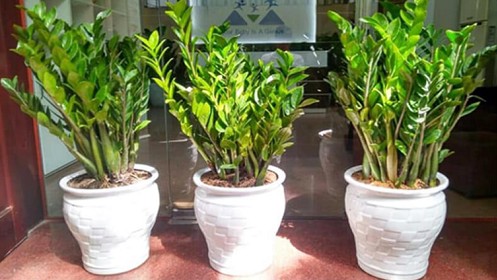 Trồng cây kim tiền tránh động vào 4 “cạm bẫy” này, đảm bảo lá xanh bóng, khó ra hoa đến mấy cũng trổ bông