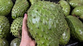 Đu “trend” mạng xã hội, loại quả vốn dành riêng cho hoàng đế được săn lùng để pha kiểu trà "hot"