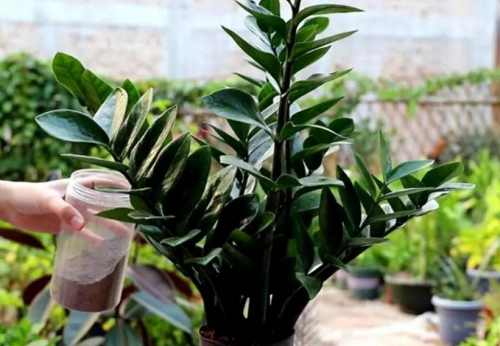 Trồng cây kim tiền tránh động vào 4 “cạm bẫy” này, đảm bảo lá xanh bóng, khó ra hoa đến mấy cũng trổ bông