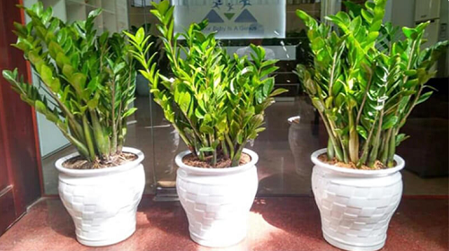 Trồng cây kim tiền tránh động vào 4 “cạm bẫy” này, đảm bảo lá xanh bóng, khó ra hoa đến mấy cũng trổ bông