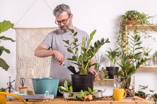 Trồng cây kim tiền tránh động vào 4 “cạm bẫy” này, đảm bảo lá xanh bóng, khó ra hoa đến mấy cũng trổ bông