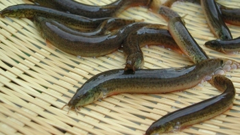 Loài cá da trơn xưa ít người ăn, nay thành đặc sản “cứu tinh” của quý ông, ở châu Âu xếp vào loại "cực kỳ nguy cấp"