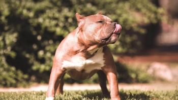 Chó Pitbull hung hãn hơn sư tử sao nhiều người vẫn thích nuôi, khẳng định đẳng cấp đâu cần dựa vào súc vật?