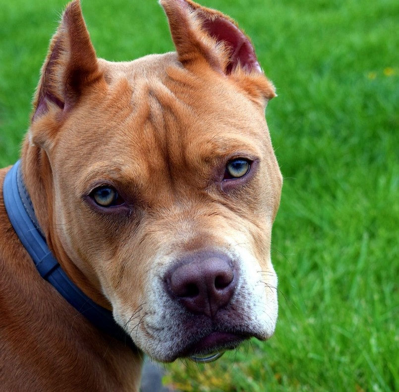 Nhiều người coi việc huấn luyện những con Pitbull hung tợn để thể hiện đẳng cấp. Nhiều người coi việc huấn luyện những con Pitbull hung tợn để thể hiện đẳng cấp.