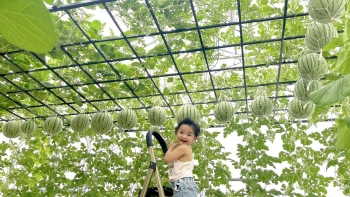 Kinh ngạc với vườn rau hẹn tưới theo giờ, quả đều tăm tắp, xanh sạch như khách sạn