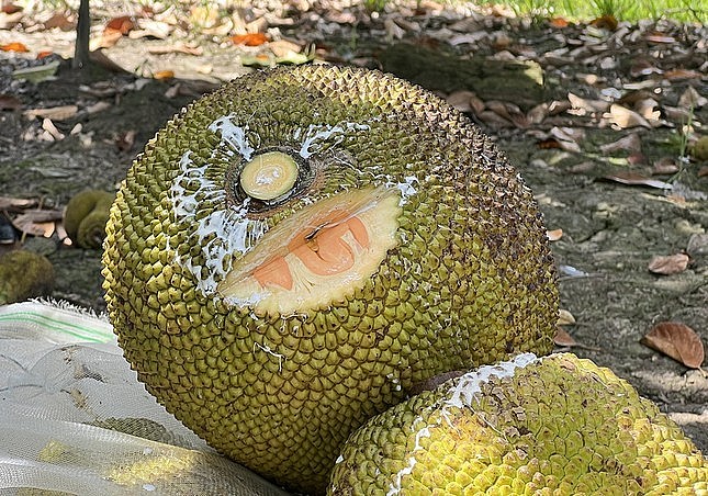 Mít ruột đỏ giá tăng đột biến