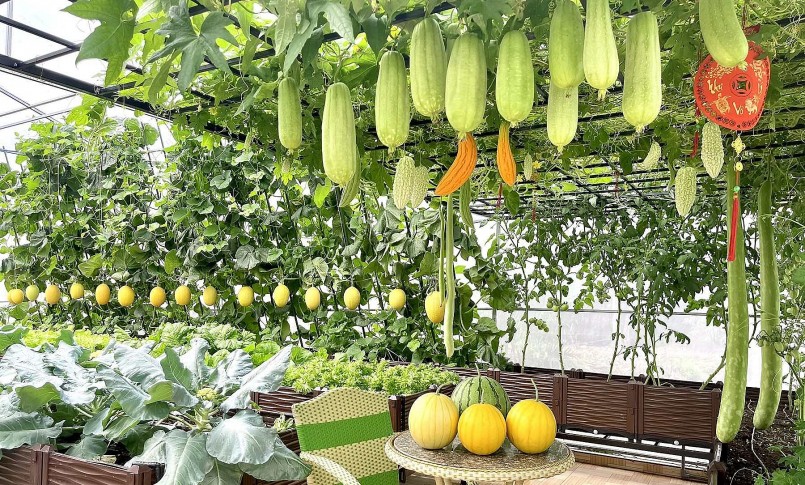 Vườn rau thông minh có hệ thống tưới nước bón phân tự động hẹn giờ chuyên biệt cho từng loại cây trồng. 