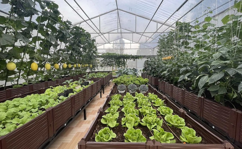 Vườn rau thông minh dù gia chủ đi vắng 10-20 ngày hoặc không chăm sóc thường xuyên, cây vẫn được cung cấp đủ nước và chất dinh dưỡng.