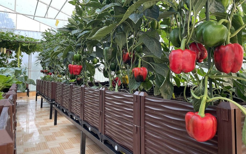 Lối đi trong vườn rau thông minh được bố trí giữa các luống là 70-120 cm, thuận tiện cho việc di chuyển.