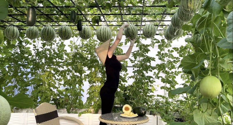 Vì thích dưa hấu nên cô cũng trồng thử giống dưa Big Japan áp dụng phương pháp leo giàn.