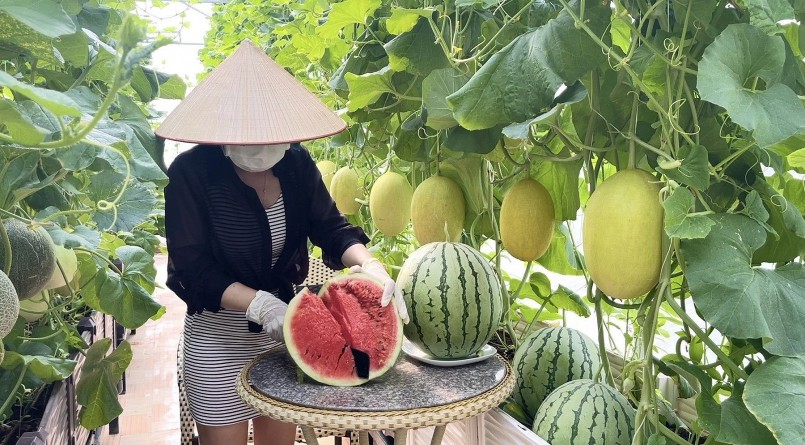 Lứa đầu tiên trong vườn rau thông minh cho thu hoạch 15 quả với tổng trọng lượng 102kg, trái to và ngọt ai cũng thích.